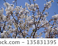 Cherry blossoms ① 135831395