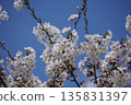 Cherry blossom ⑥ 135831397