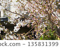 Cherry blossom ⑦ 135831399