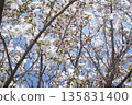Cherry blossom ⑧ 135831400