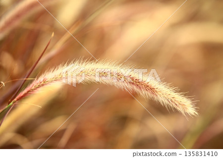 野兔狼尾草、紫葉狼尾草、紫狼尾草、紫夢狼尾草 135831410