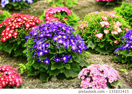 Melon leaf chrysanthemum, Fuki chrysanthemum, Yellow melon flower, Melon leaf lotus, Thousand day lotus 135831415