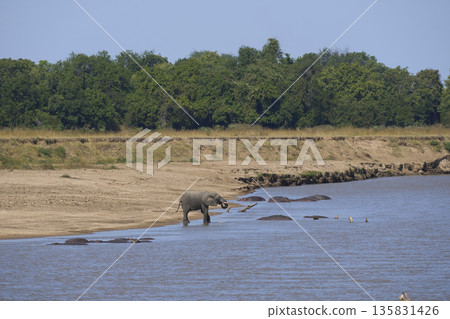 Bull Elephant disturbs a group of Hippopotamus Bull Elephant disturbs a group of Hippopotamus 135831426