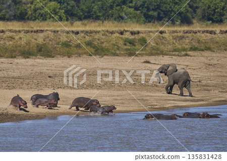 Bull Elephant disturbs a group of Hippopotamus Bull Elephant disturbs a group of Hippopotamus 135831428