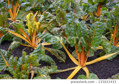 Swiss chard plants with bright orange stalks growing in garden bed 135831433