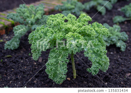 Curly kale plants with water drops in organic garden. Brassica oleracea 135831434