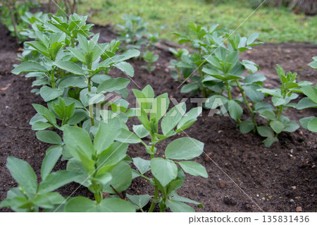 Fava bean seedlings in an organic vegetable garden Fava bean seedlings in an organic vegetable garden 135831436