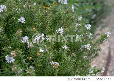 Westringia longifolia flowering branches with white blooms 135831437