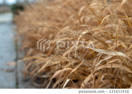 Golden hakonechloa macra leaves in winter. Japanese forest grass soft focus garden scene. Ornamental grass atmospheric botanical photography 135831438