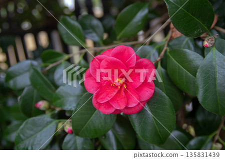 Bright pink double camellia japonica flower with yellow stamens and glossy leaves Bright pink double camellia japonica flower with yellow stamens and glossy leaves 135831439
