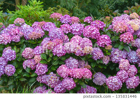 Colorful bigleaf hydrangea hedge with abundant pink and purple blooms 135831446