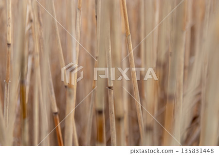 Atmospheric dry yellow reed background with selective focus. Autumn winter mood Atmospheric dry yellow reed background with selective focus. Autumn winter mood 135831448