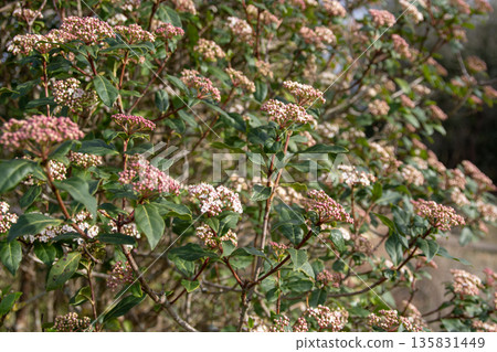 Viburnum tinus budding branches. Laurustinus shrub in bloom Viburnum tinus budding branches. Laurustinus shrub in bloom 135831449