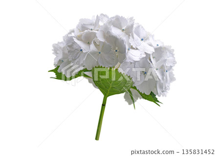 Hortensia Flower. Hydrangea macrophylla. White bigleaf hydrangea inflorescence isolated on white. 135831452