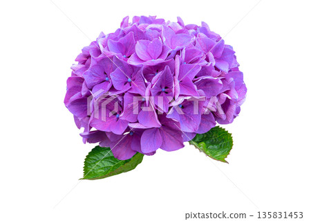 Purple hydrangea flower head isolated on white background. Hydrangea macrophylla Purple hydrangea flower head isolated on white background. Hydrangea macrophylla 135831453