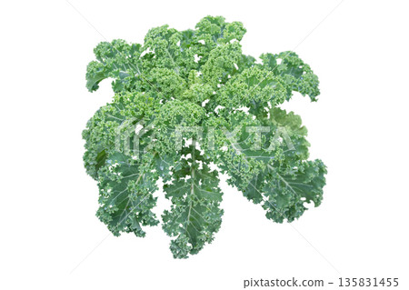 Curly kale plant with water drops isolated on white background. Brassica oleracea Curly kale plant with water drops isolated on white background. Brassica oleracea 135831455