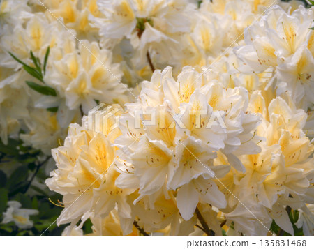 Rhododendron molle deciduous azalea yellow-cream flowers close-up Rhododendron molle deciduous azalea yellow-cream flowers close-up 135831468