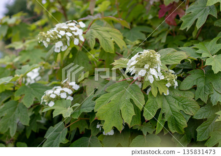 Oakleaf hydrangea branches with white flowers and green leaves. Hydrangea quercifolia Oakleaf hydrangea branches with white flowers and green leaves. Hydrangea quercifolia 135831473