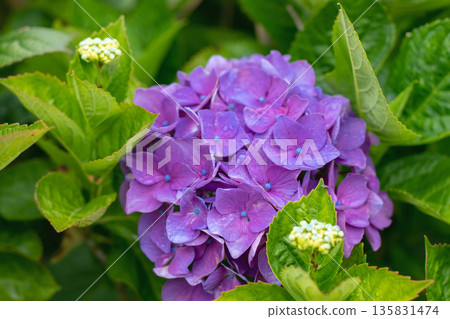 Purple hydrangea macrophylla bloom with blue centers and fresh green leaves 135831474