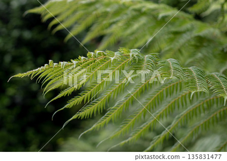 Dreamy fern fronds with soft bokeh. Ethereal botanical background Dreamy fern fronds with soft bokeh. Ethereal botanical background 135831477