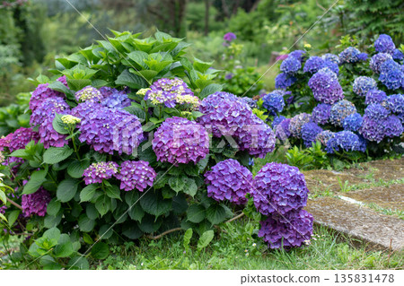 Dense hydrangea macrophylla bushes with purple and deep blue flower heads 135831478
