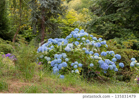 Blue bigleaf hydrangea bush in lush woodland garden Blue bigleaf hydrangea bush in lush woodland garden 135831479