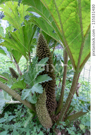 Flowering gunnera tinctoria with giant cone-shaped inflorescences 135831480