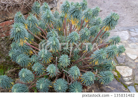 Euphorbia characias or Mediterranean spurge plant general view Euphorbia characias or Mediterranean spurge plant general view 135831482