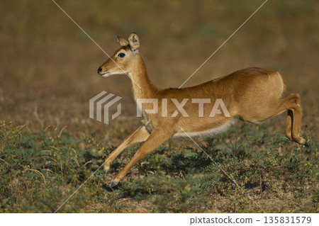 Puku running Puku running 135831579