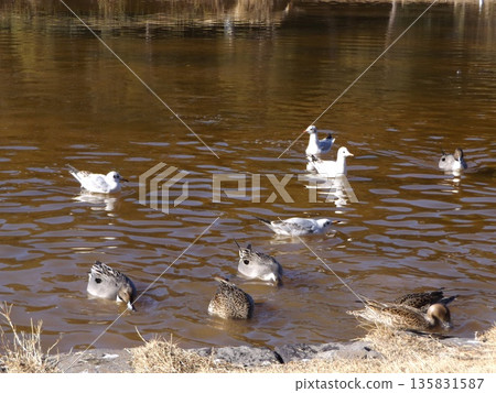 Winter migratory birds, black-headed gulls and pintail ducks, visit the pond on the beach of Inage Seaside Park. Winter migratory birds, black-headed gulls and pintail ducks, visit the pond on the beach of Inage Seaside Park. 135831587