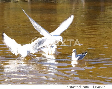 來到稻毛海濱公園海灘池塘的冬季候鳥黑頭鷗 135831590
