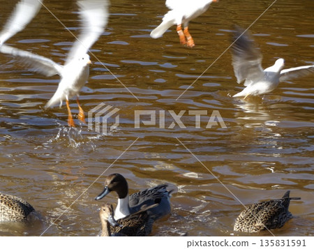Winter migratory birds, black-headed gulls and pintail ducks, visit the pond on the beach of Inage Seaside Park. 135831591