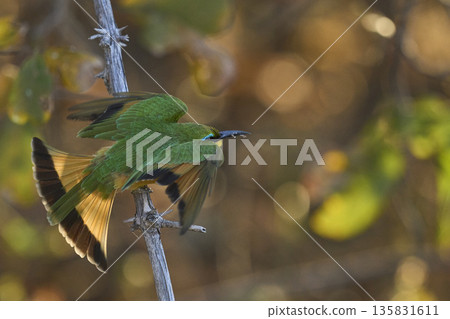 Little Bee-eater in flight Little Bee-eater in flight 135831611