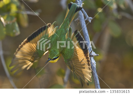Little Bee-eater in flight 135831615