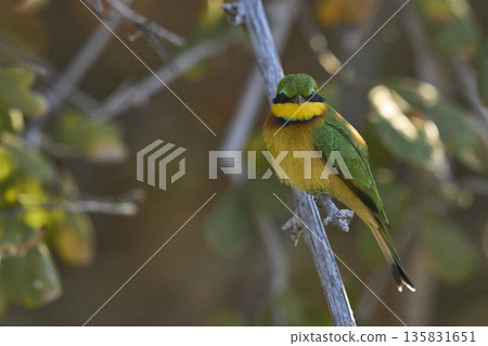 Little Bee-eater 135831651