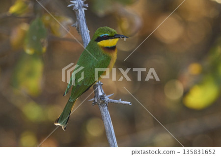 Little Bee-eater 135831652