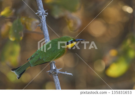 Little Bee-eater 135831653