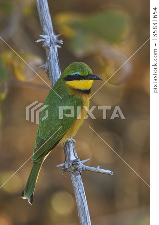Little Bee-eater Little Bee-eater 135831654
