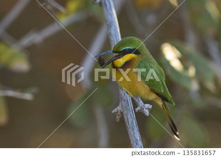Little Bee-eater Little Bee-eater 135831657