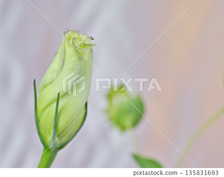 美麗的洋桔梗花蕾 美麗的洋桔梗花蕾 135831693