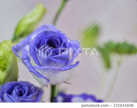 色彩繽紛的洋桔梗 色彩繽紛的洋桔梗 135831696