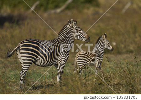 Crawshay's zebra Crawshay's zebra 135831705