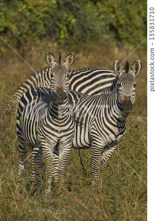 Crawshay's zebra 135831710