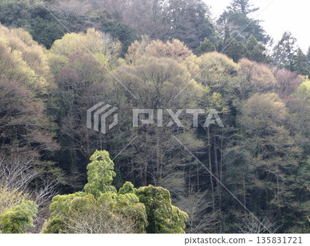 早春時節,桂樹林冒出了嫩芽。 早春時節,桂樹林冒出了嫩芽。 135831721