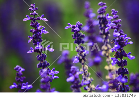 粉紅萼鼠尾草、Shuyohiroi 草、靛花鼠尾草、Ikushipurasaki 135831749