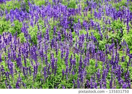 Powdered calyx rattail grass, Shuyohiroi grass, Indigo flower rattail grass, Ikushipurasaki 135831750