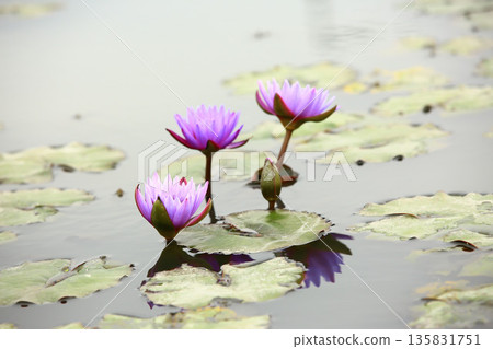 蓮花、荷花、芙蓉、菡萏、芙蓉葉 蓮花、荷花、芙蓉、菡萏、芙蓉葉 135831751