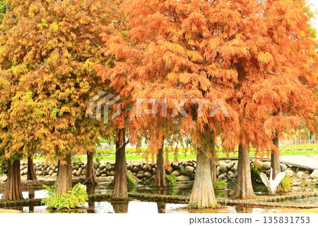 落葉松（落葉杉、三國水松）景色、飛雁和步道 135831753