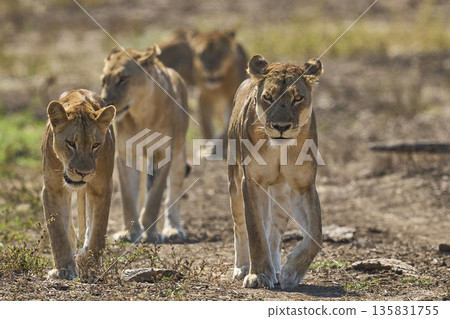 Pride of African Lion Pride of African Lion 135831755