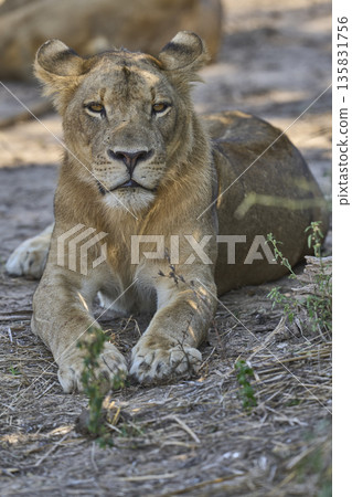 Pride of African Lion 135831756